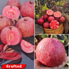Exotic Black Diamond Guava Fruit Plant: Rare Dark-Skinned, Sweet Pink Flesh