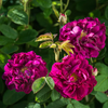Rose - Magenta Superb - Hybrid Flower Plant