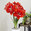 Amaryllis Lily Orange Bulb (Vastu Friendly) | Buy 2 Get 1 Free + Free Growth Booster!